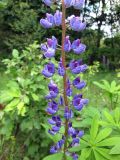 Lupinus polyphyllus. Средняя часть соцветия. Украина, Черкасская обл., Каневский р-н, Региональный ландшафтный парк \"Трахтемиров\", на краю леса. 4 июня 2010 г.