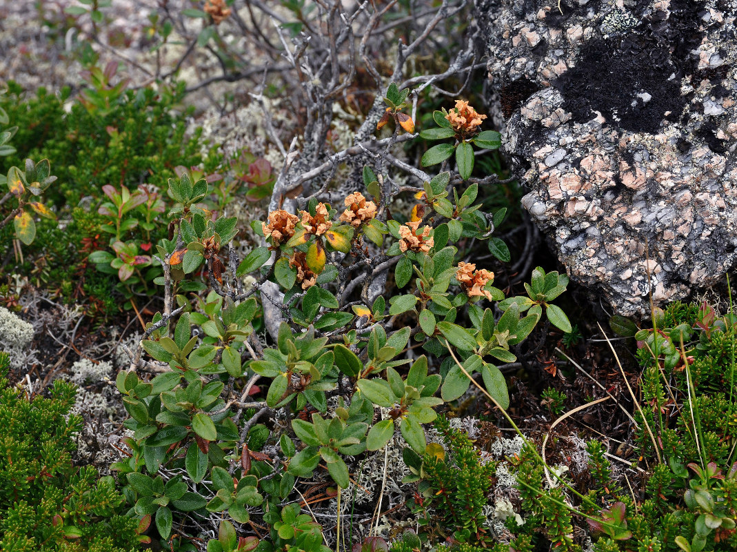 Изображение особи Rhododendron adamsii.