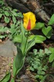 Tulipa greigii