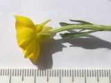 Ranunculus aleae