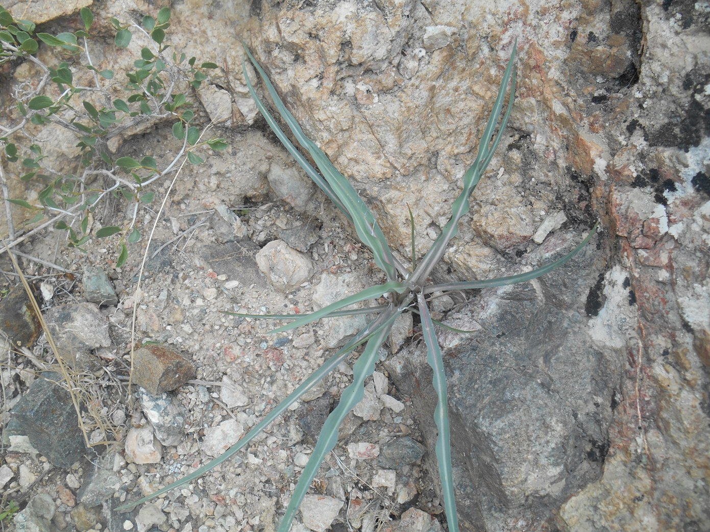 Image of familia Asteraceae specimen.