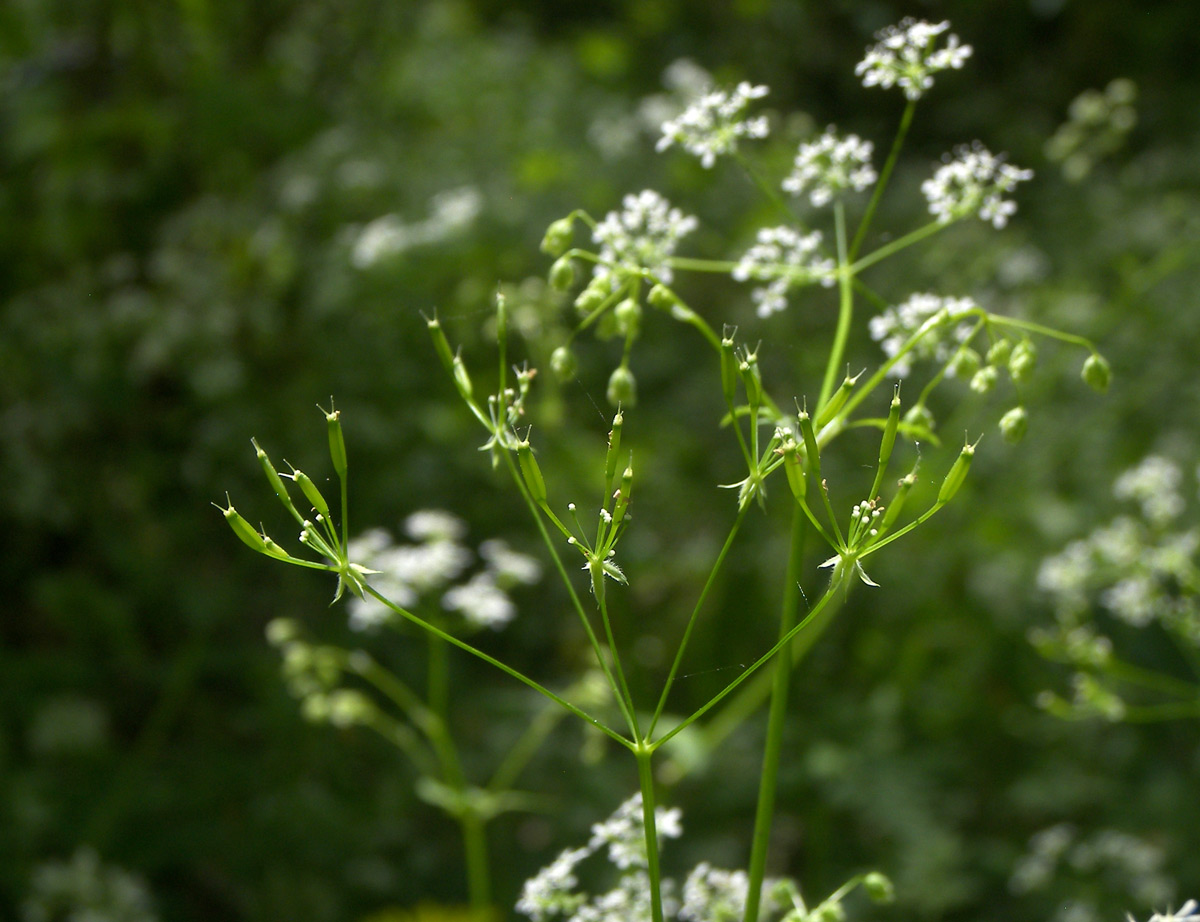 Изображение особи Anthriscus schmalhausenii.