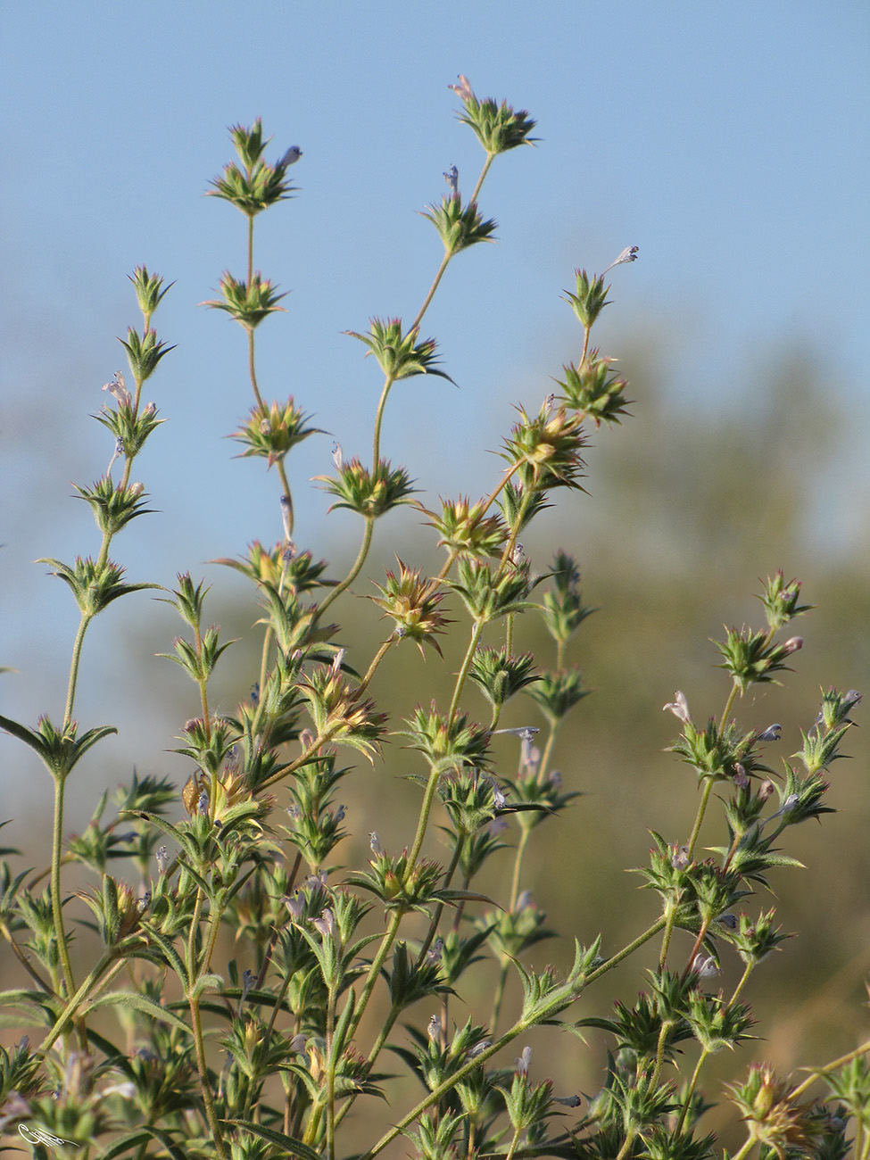 Image of Nepeta saturejoides specimen.