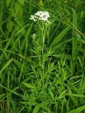 Achillea cartilaginea