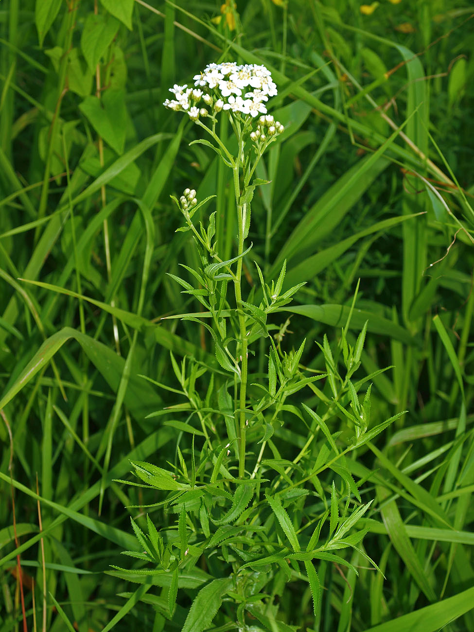 Image of Achillea cartilaginea specimen.