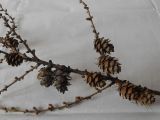 Larix sukaczewii