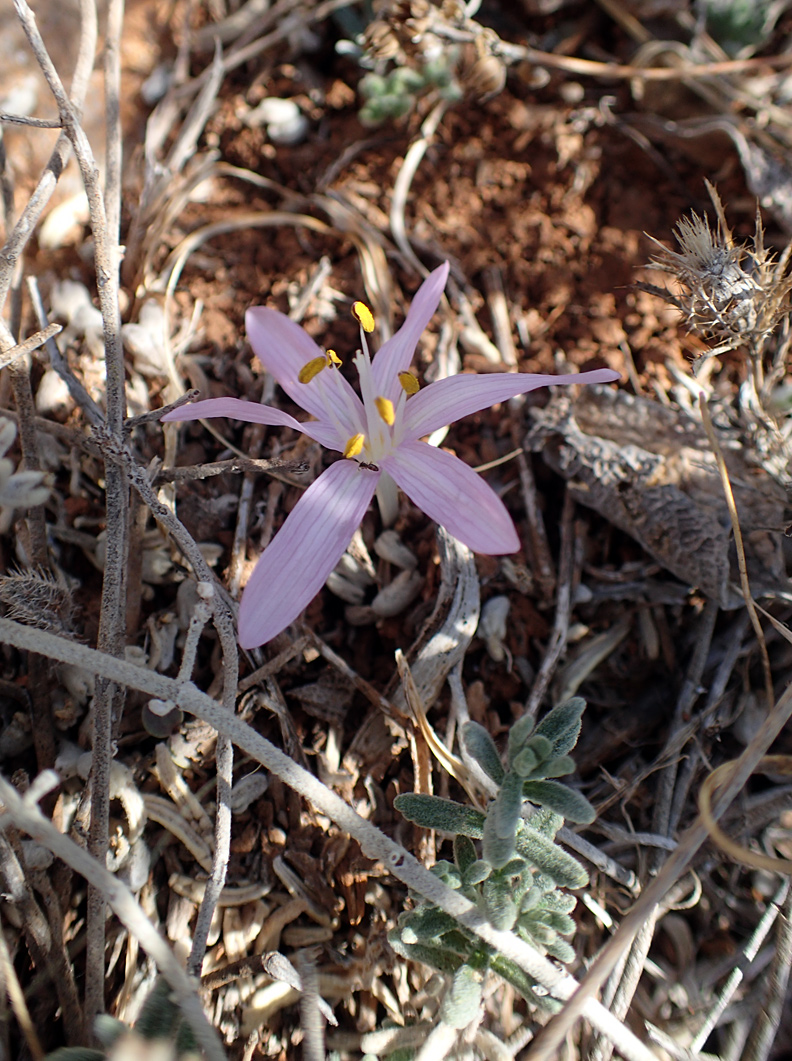 Изображение особи род Colchicum.