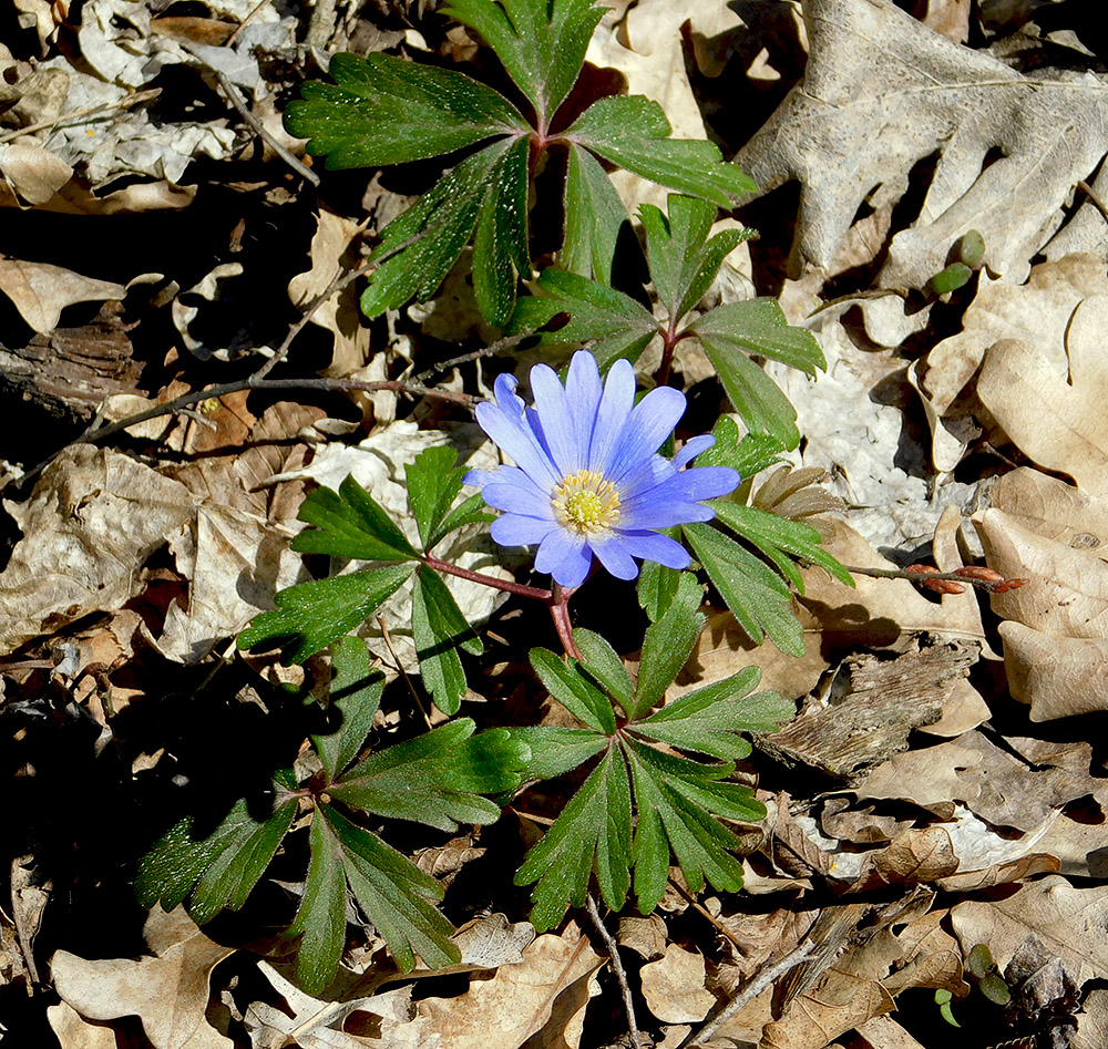 Изображение особи Anemone banketovii.