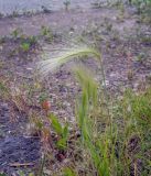 Hordeum jubatum. Цветущие растения. Пермский край, Свердловский р-н, хоз. двор у административного здания. 07.08.2018.