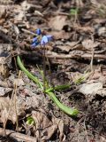 Scilla siberica. Цветущее растение. Санкт-Петербург, Дудергофские высоты, кленово-лещиновый лес, близ жилья. 22.04.2019.