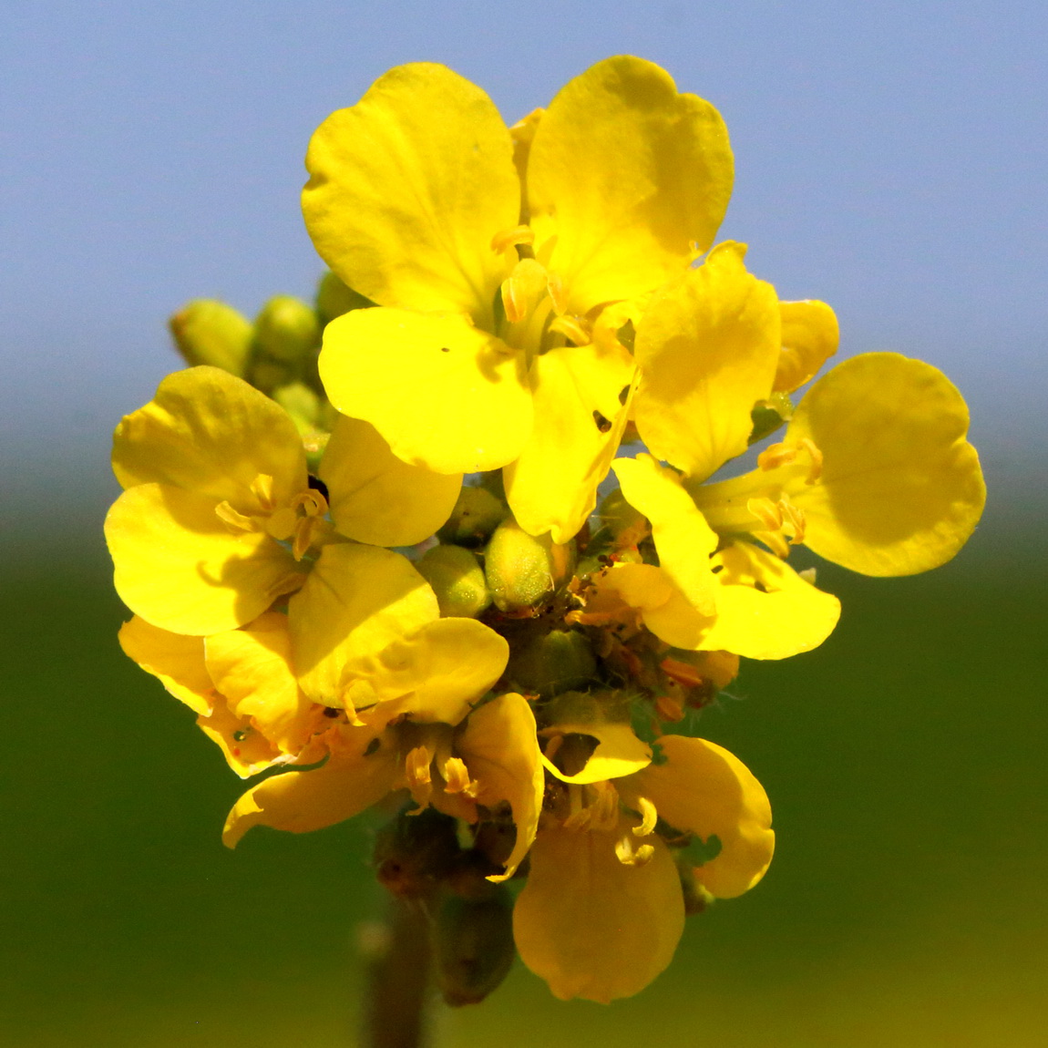 Горчица полевая (Sinapis arvensis)