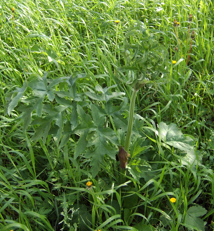 Image of genus Heracleum specimen.