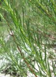 Artemisia salsoloides. Часть побега. Дагестан, Левашинский р-н, окр. с. Цудахар, ок. 1300 м н.у.м., известняковый склон. 11.06.2019.
