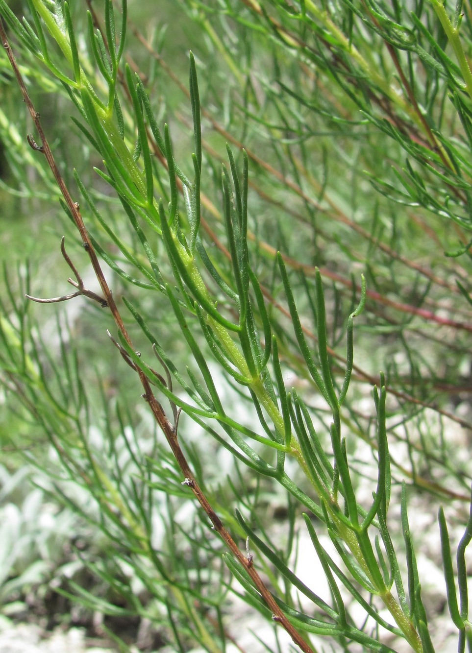 Image of Artemisia salsoloides specimen.