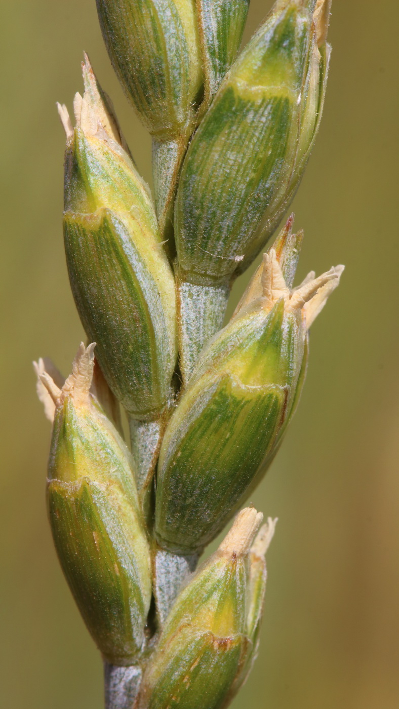 Изображение особи Triticum spelta.