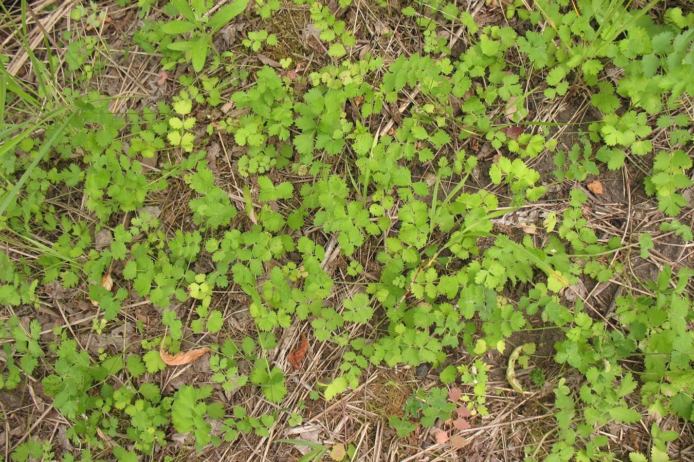 Image of Pimpinella saxifraga specimen.