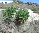 Sonchus pinnatifidus. Вегетирующее растение. Испания, автономное сообщество Канарские о-ва, о-в Фуэртевентура, провинция Las Palmas, муниципалитет La Oliva, пос. El Cotillo, пляж los Lagos de Cotillo. 18.03.2016.