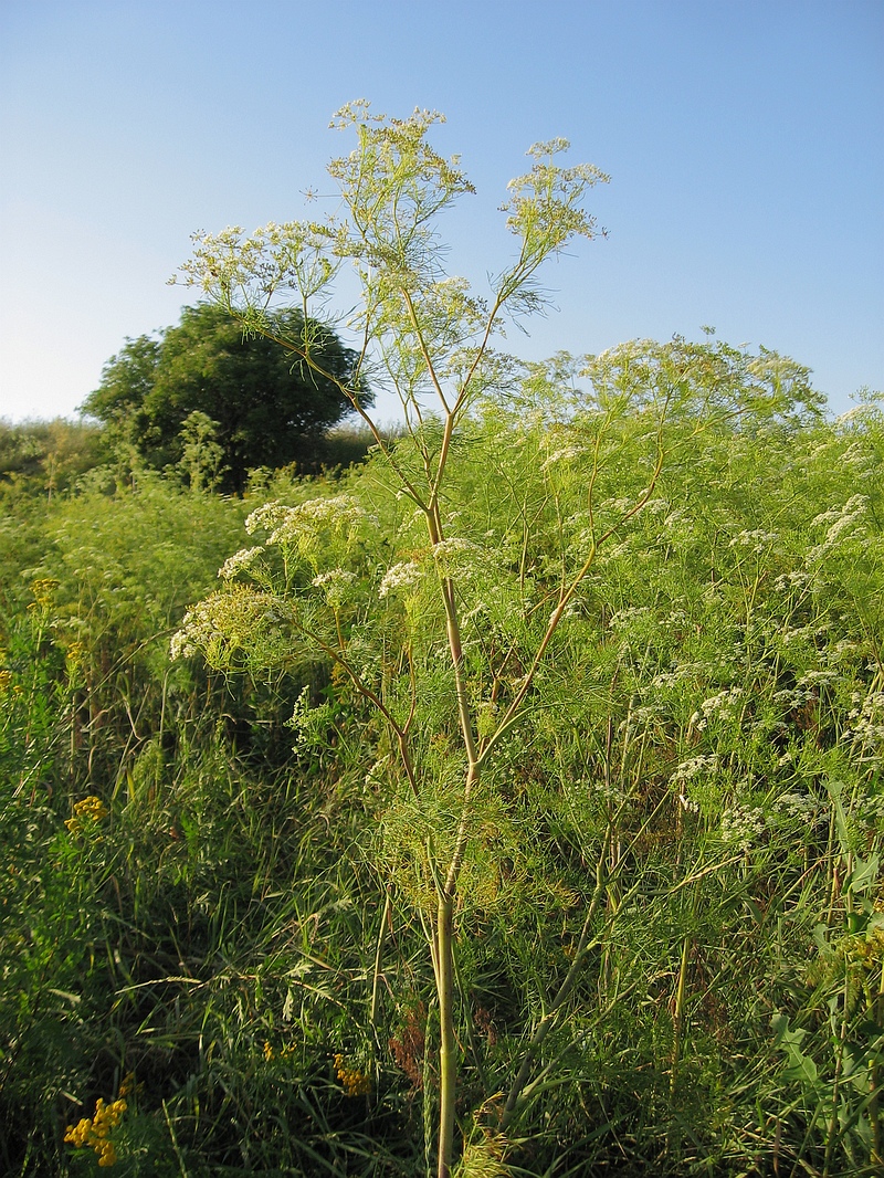 Image of Chaerophyllum bulbosum specimen.