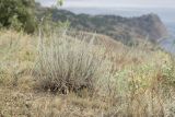 Artemisia taurica