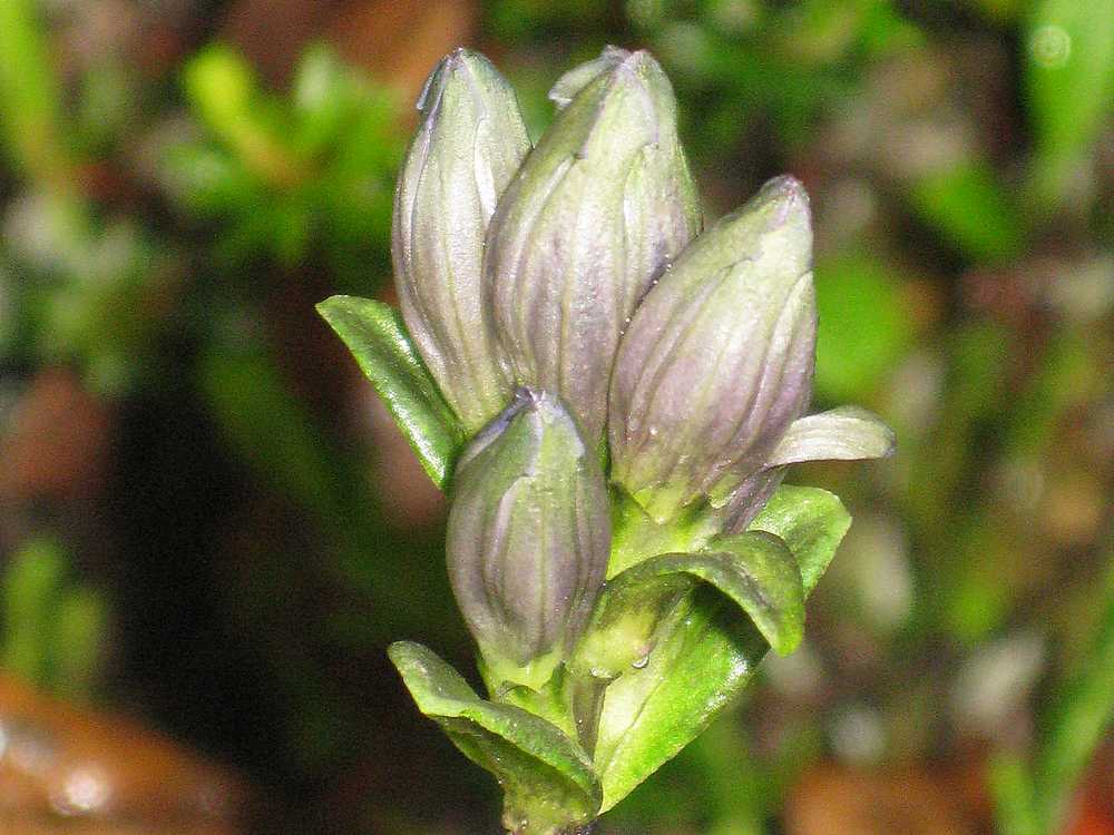 Image of Gentiana glauca specimen.