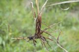 Carex aquatilis