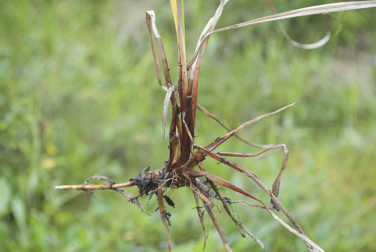 Изображение особи Carex aquatilis.