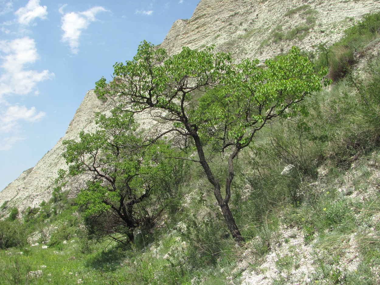 Image of Armeniaca vulgaris specimen.