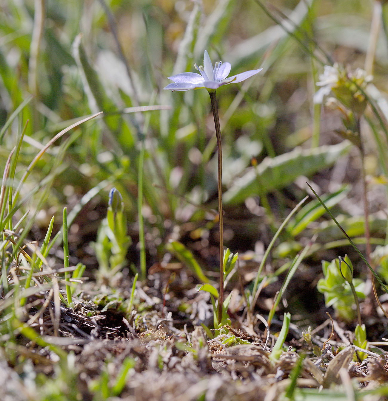 Изображение особи Lomatogonium carinthiacum.