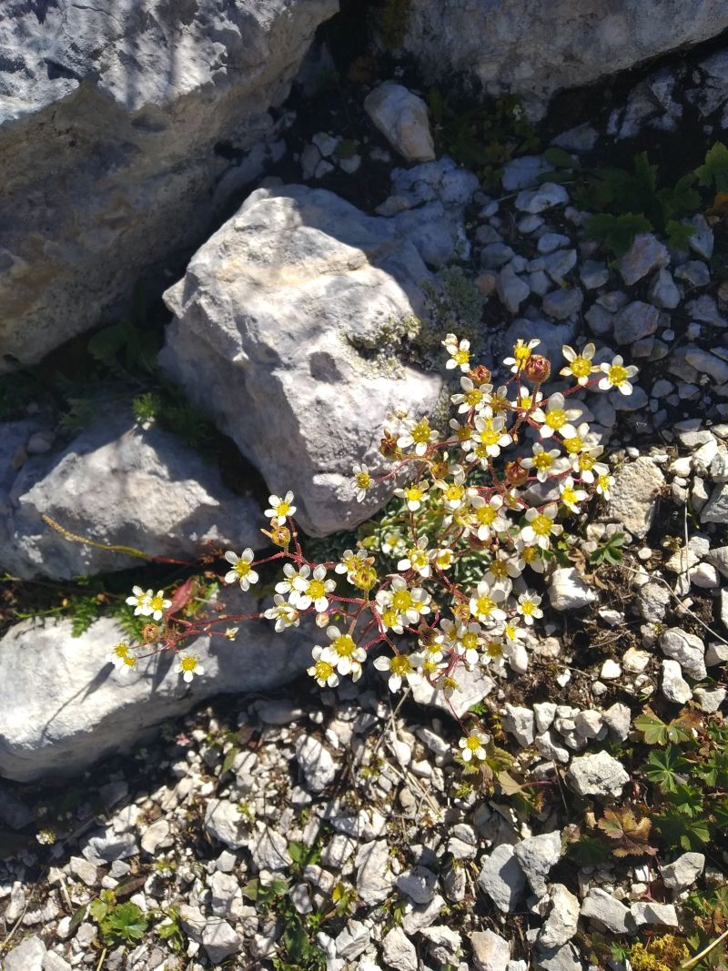 Image of Saxifraga cartilaginea specimen.