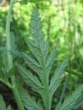 Eleutherospermum cicutarium