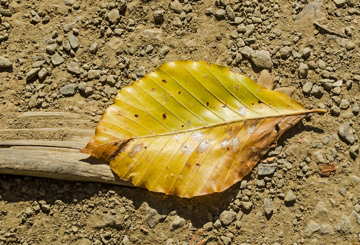 Image of Fagus orientalis specimen.