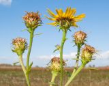 Inula caspica. Верхушка цветущего растения. Краснодарский край, м/о город-курорт Анапа, окр. с. Витязево, Витязевская коса, закреплённые пески. 12.10.2019.