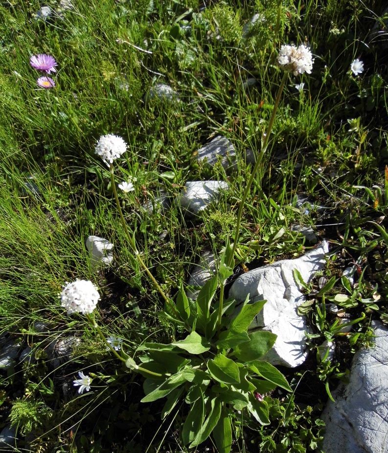 Image of Valeriana alpestris specimen.