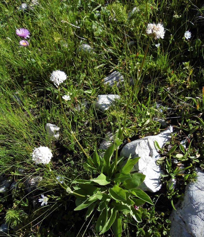 Изображение особи Valeriana alpestris.