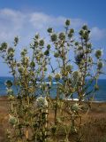 Echinops spinosissimus