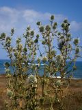 Echinops spinosissimus. Верхушка бутонизирующего растения. Кипр, окр. г. Пафос, берег Средиземного моря. 13.07.2019.