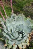 Dudleya pulverulenta. Розетка листьев с основанием цветоносов. США, Калифорния, Сан-Франциско, в озеленении. 15.02.2017.