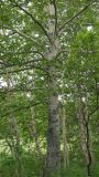 Populus suaveolens. Взрослое дерево. Камчатский край, Елизовский р-н, окр. оз. Светлое, лиственный лес. 20.07.2019.