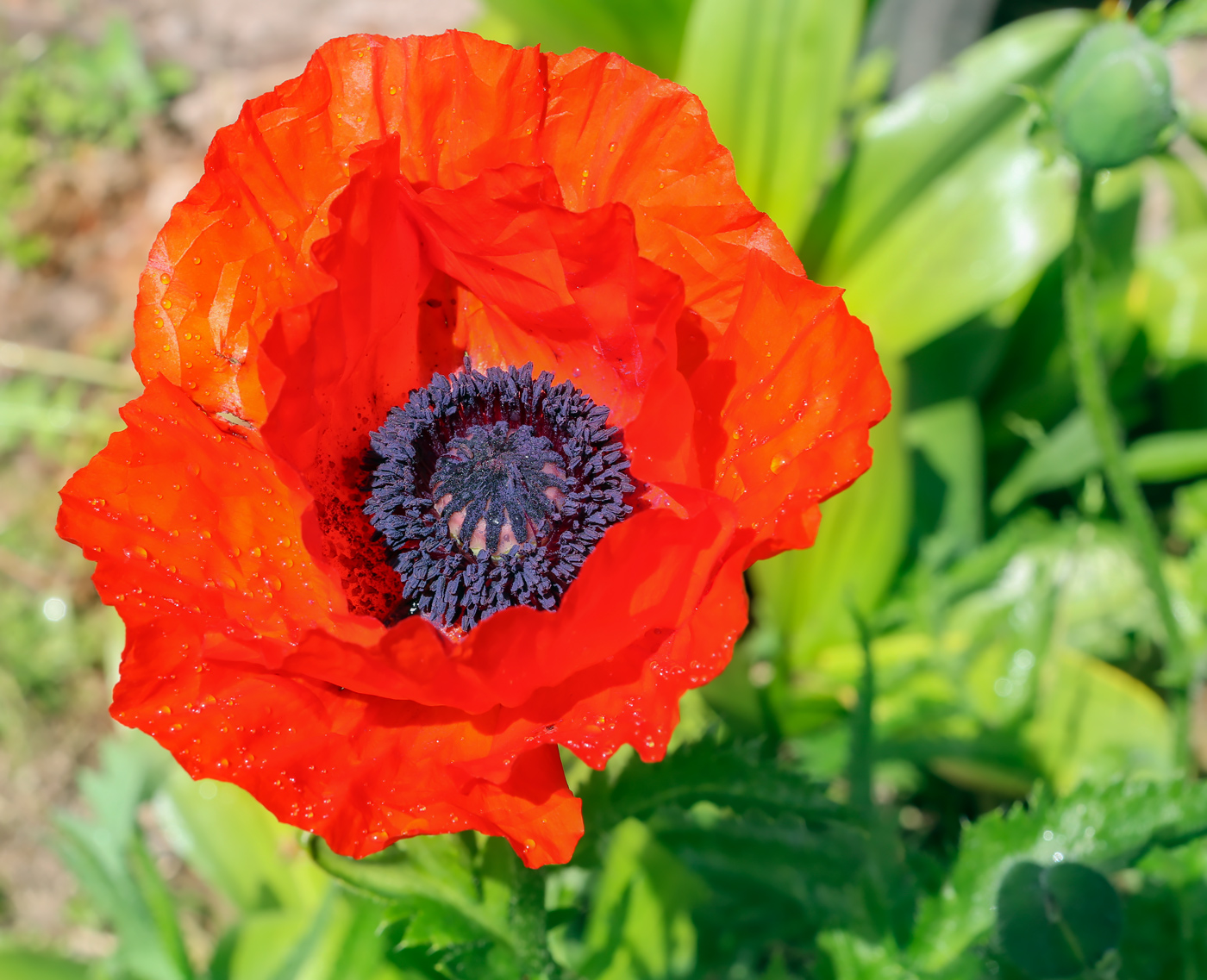 Изображение особи Papaver setiferum.