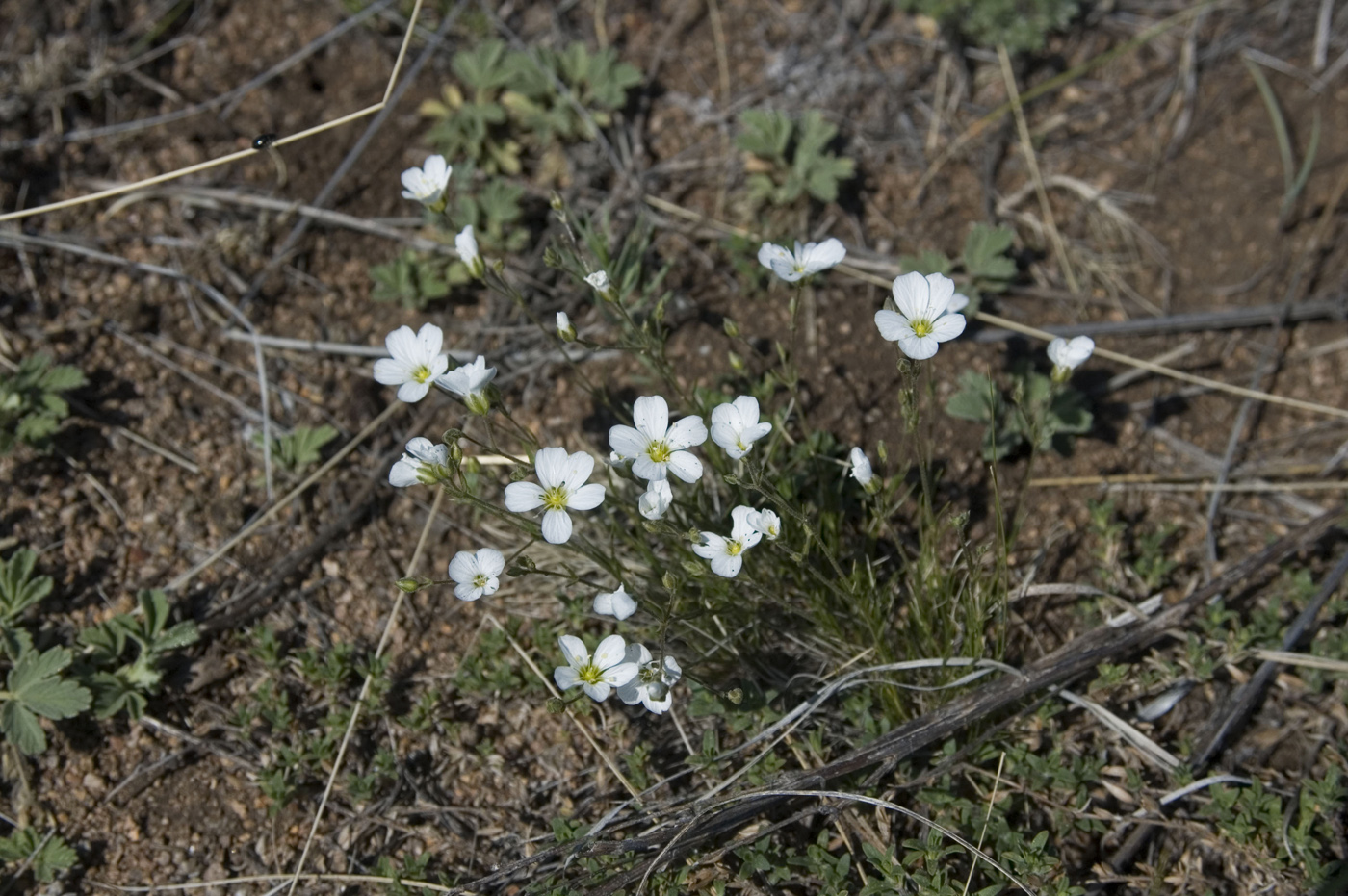 Image of Eremogone capillaris specimen.