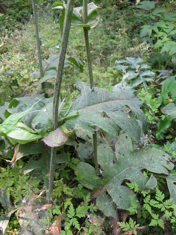 Изображение особи Cirsium oleraceum.