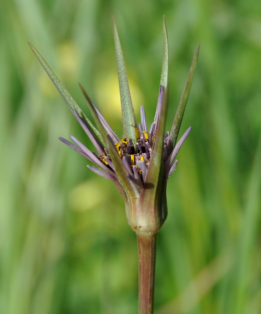 Image of Tragopogon porrifolius ssp. longirostris specimen.