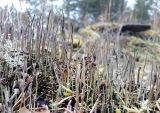 genus Cladonia. Талломы с подециями. Коми, Сыктывдинский р-н, окр. ст. Язель, долина р. Вычегда, сосновый лес. 01.09.2018.