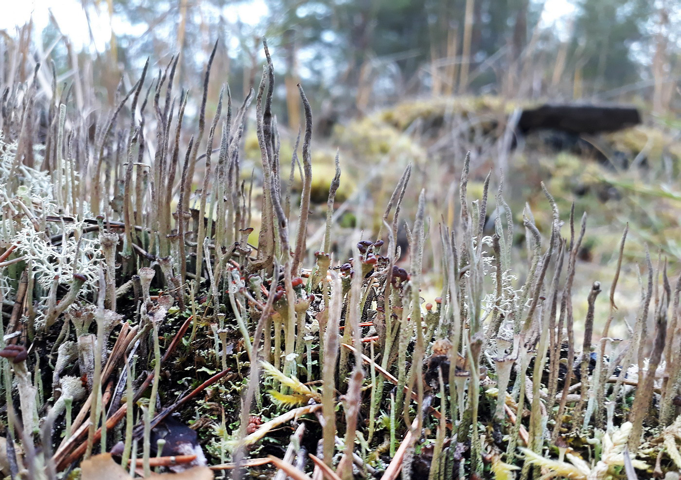 Изображение особи род Cladonia.