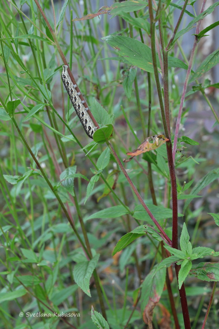 Изображение особи Epilobium pseudorubescens.