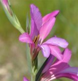 Gladiolus italicus