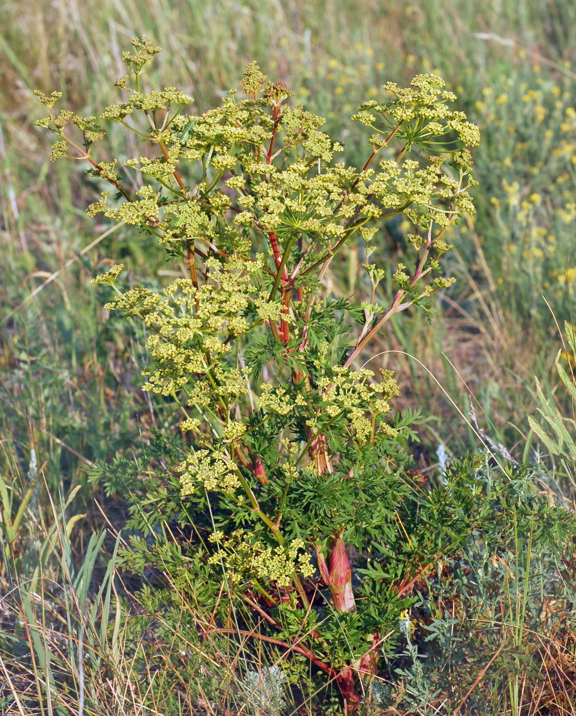 Изображение особи Xanthoselinum alsaticum.