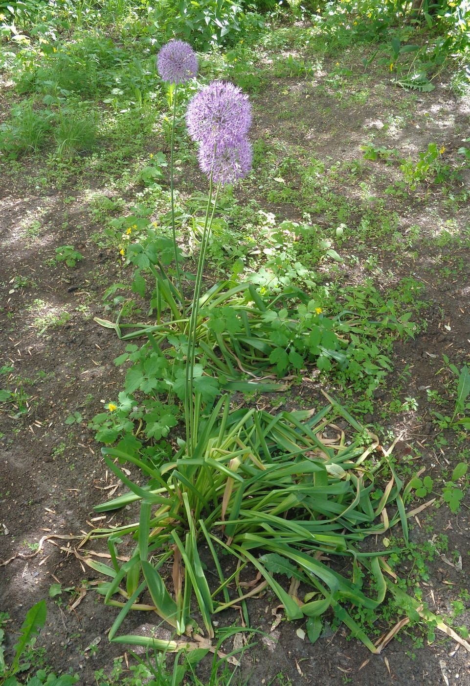 Image of genus Allium specimen.