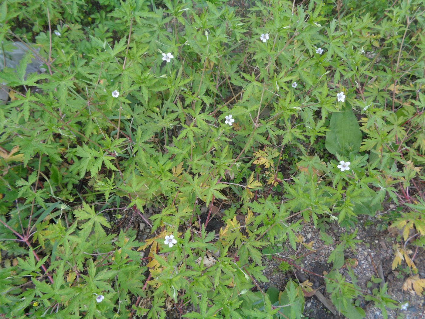 Image of Geranium sibiricum specimen.