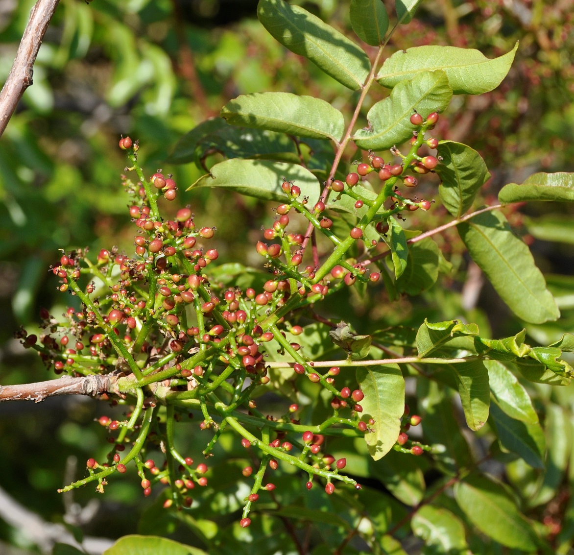 Изображение особи Pistacia terebinthus.